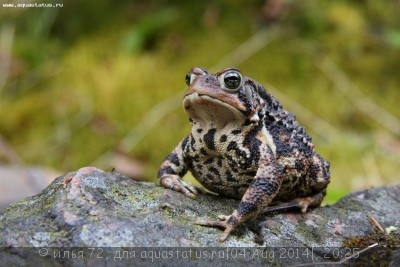 Фото Жаба американская Bufo americanus  (photo#57521)