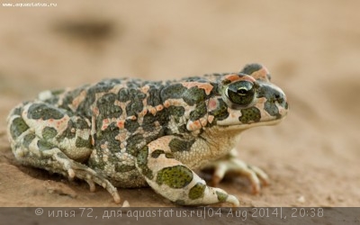 Фото Жаба зеленая египетская Bufo ex gr. viridis Egyptian Toad  (photo#57522)