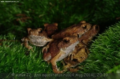 Фото Жаба шлемоголовая Bufo galeatus  (photo#57523)