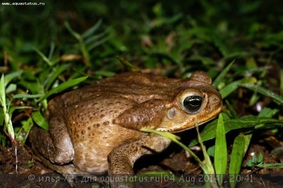 Фото Жаба ага Bufo marinus Marine Toad  (photo#57524)