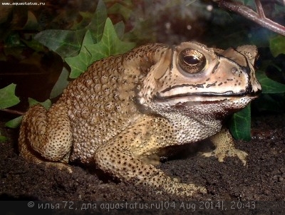 Фото Жаба чернорубцовая Bufo melanostictus Asian toad  (photo#57525)