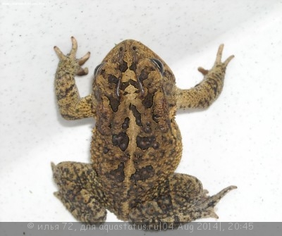 Фото Жаба южная Bufo terrestris Southern Toad  (photo#57526)