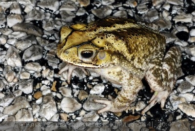 Фото Жаба полосатая Bufo valliceps  (photo#57527)