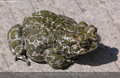 Фото Жаба зеленая Bufo viridis  (photo#57528)