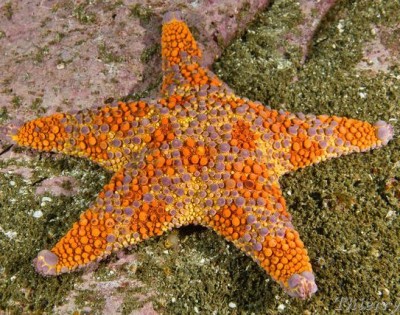 Звезда астеродискус (Asterodiscus truncatus)