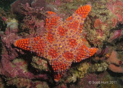 Звезда астеродискус (Asterodiscus truncatus)