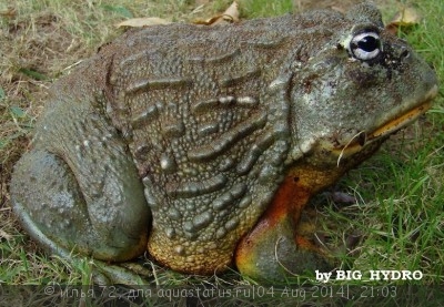 Фото Водонос пиксицефалус гигантский Pyxicephalus adspersus African Pyxy  (photo#57540)