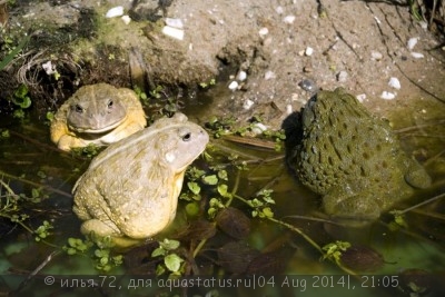 Фото Водонос пиксицефалус съедобный Pyxicephalus edulis Edible Bullfrog  (photo#57542)