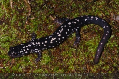 Саламандры безлёгочные (Plethodontidae)