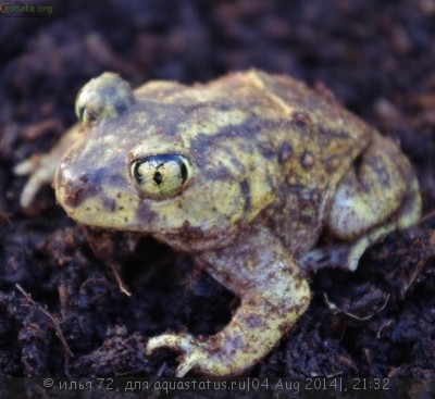 Фото Лопатоног восточный Scaphiopus holbrookii Eastern Spadefoot  (photo#57552)