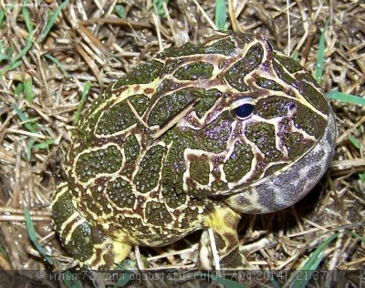 Рогатка украшенная (Ceratophrys ornata)