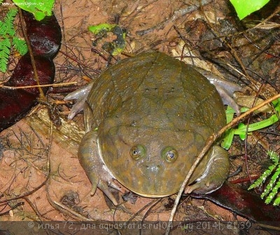 Фото Лепидобатрахус гладкий лягушка Баджита Lepidobatrachus laevis  (photo#57557)