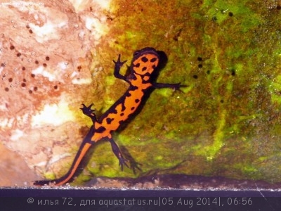 Фото Тритон китайский краснобрюхий Cynops orientalis Red Belly Fire Newt  (photo#57562)