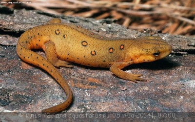 Фото Тритон восточноамериканский краснопятнистый Notophthalmus viridescens Red eft  (photo#57564)