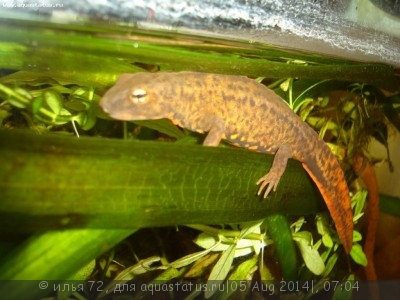 Фото Тритон бородавчатый китайский Paramesotriton chinensis Giant Rock Lizard  (photo#57566)