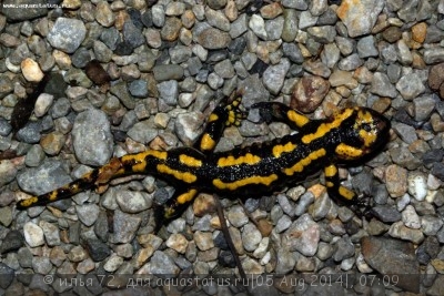 Саламандра огненная (Salamandra salamandra)