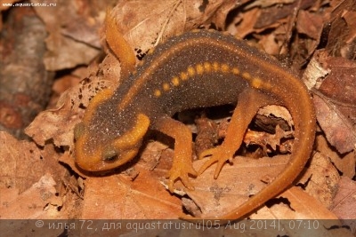 Тритон крокодиловый (Tylototriton verrucosus Emperor Newt)