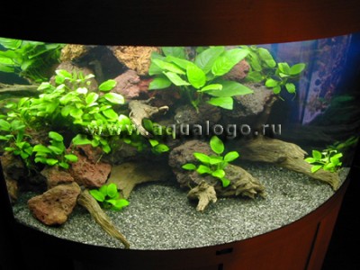 Мой аквариум 150 литров Gora  - aq_pg653.jpg