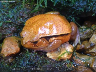 Фото Лягушка-помидор дискофус Гине Dyscophus guineti  (photo#57572)