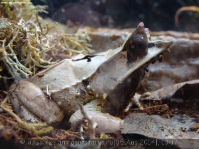 Фото Чесночница рогатая носатая Megophrys nasuta  (photo#57577)