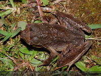 Фото Азиатская чесночница длинноногая Xenophrys longipes  (photo#57579)