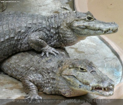 Фото Кайман крокодиловый Caiman crocodylus  (photo#57580)