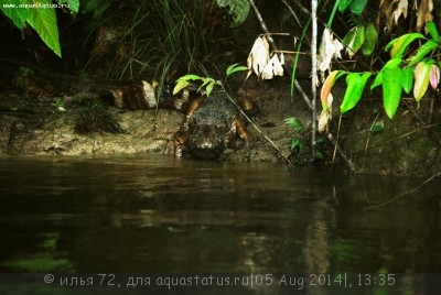 Фото Кайман Шнайдера Paleosuchus trigonatum  (photo#57583)