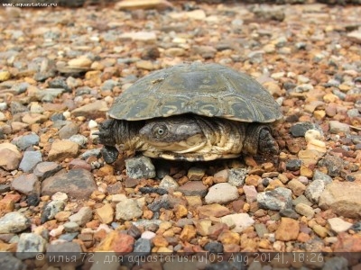 Фото Пеломедуза Pelomedusa subrufa  (photo#57593)