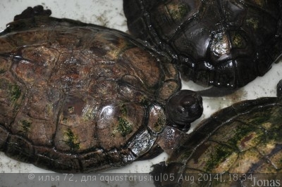 Фото Черепаха азиатская зубчатая Cyclemys dentata  (photo#57596)