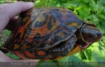 Черепаха американская украшенная (Rhinoclemmys pulcherrima)