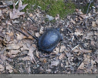 Черепаха пятнистая (Clemmys guttata Spotted turtle)