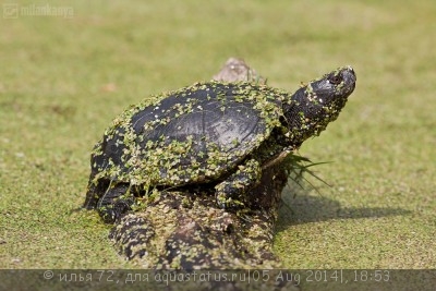 Фото Черепаха болотная Emys orbicularis  (photo#57601)