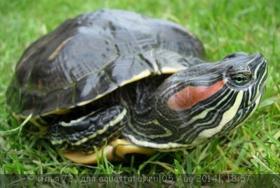 Фото Черепаха красноухая Trachemys scripta elegans Red-eared slider  (photo#57603)