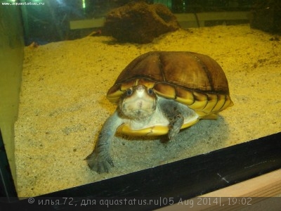 Фото Черепаха иловая желторотая Kinosternon leucostomum White Cheek Mud Turtle  (photo#57605)