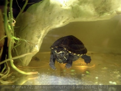 Фото Черепаха иловая красноватая WC Kinosternon subrubrum Eastern Mud Turtle  (photo#57606)