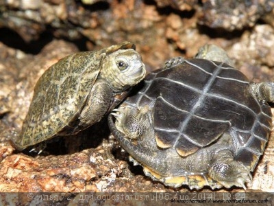 Фото Черепаха жабоголовая выпуклая гибба Phrynops gibba  (photo#57614)