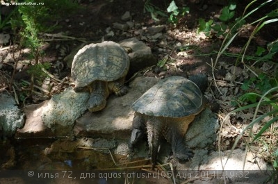 Фото Черепаха каймановая Chelydra serpentina Snapping Turtle  (photo#57618)