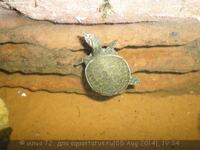 Черепаха мягкотелая американская злая (Apalone ferox Florida Softshell Turtle)