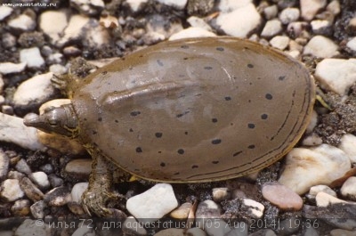 Черепаха мягкотелая американская (Apalone spinifera Spiny Softshell Turtle)