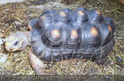 Фото Черепаха угольная Geochelone carbonaria Red Foot Tortoise  (photo#57622)