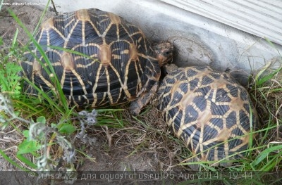 Фото Черепаха звездчатая индийская Geochelone elegans  (photo#57623)