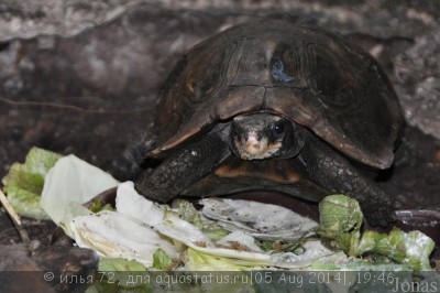 Фото Киникса лесная Хоума Kinixys homeana Forest Hingeback Tortoise  (photo#57624)