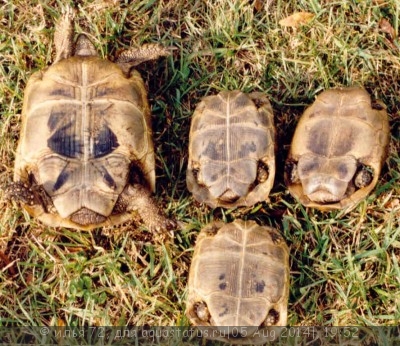 Фото Черепаха иберийская Testudo ibera Iberian tortoise  (photo#57627)