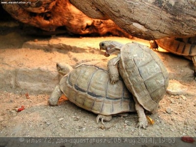 Фото Черепаха египетская Testudo kleinmanni  (photo#57628)