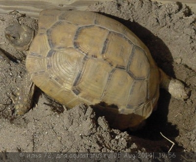 Фото Черепаха Зарудного иранская Testudo zarudnyi  (photo#57629)