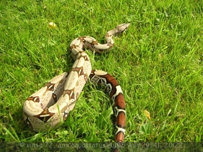 Фото Удав обыкновенный Boa constrictor  (photo#57633)