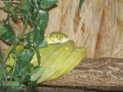 Питон зеленый (Chondropython viridis)