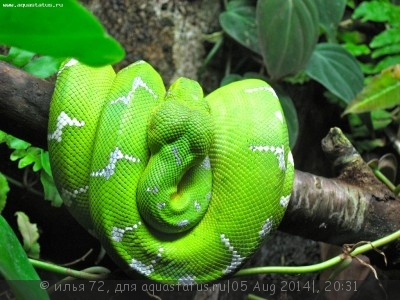 Фото Удав собакоголовый Corallus caninus  (photo#57639)