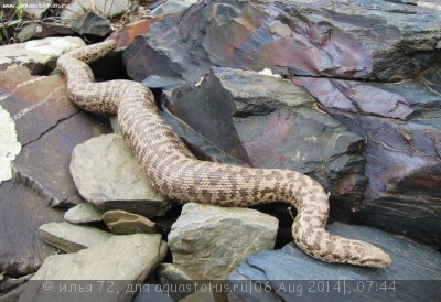 Фото Удавчик настоящий восточный Eryx tataricus  (photo#57648)