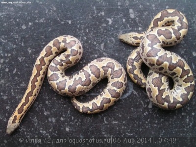 Удавчик шершавохвостый (Gongylophis conicus Rough-tailed Sand Boa)